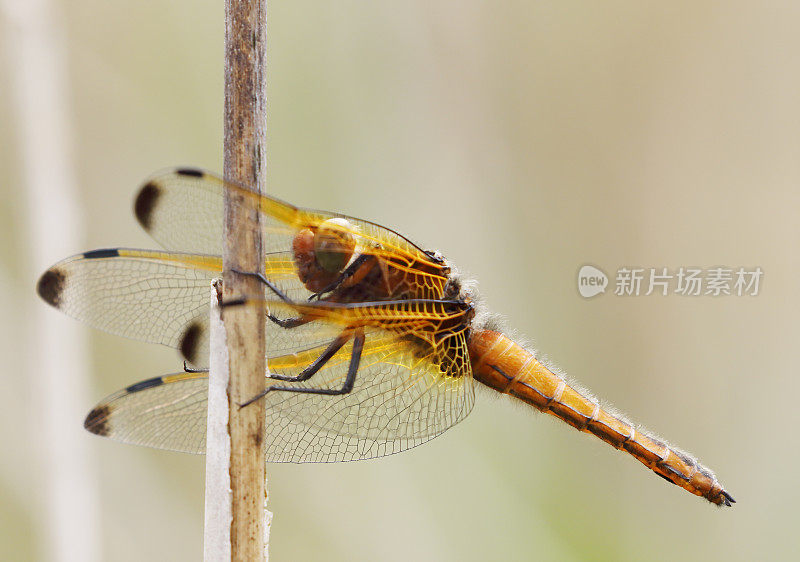 蓝色追逐蜻蜓(Libellula fulva)雌性